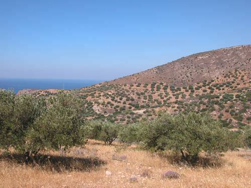 Oliviers, en Crète